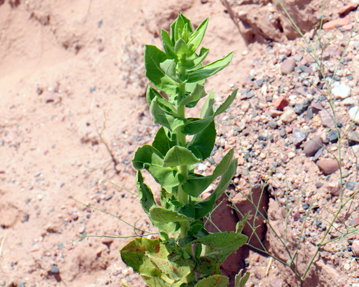 Camphorweed has green leaves that are generally dull looking and hairy on both sides. The shape is ovate-lanceolate. The leaves in the photo have no stem or supporting stalk and are clasping to the stem. Heterotheca subaxillaris